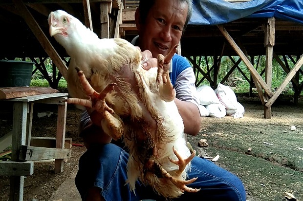 Ayam Berkaki Empat Ini Gegerkan Sumbar, Ditawar Pengusaha Rp50 Juta
