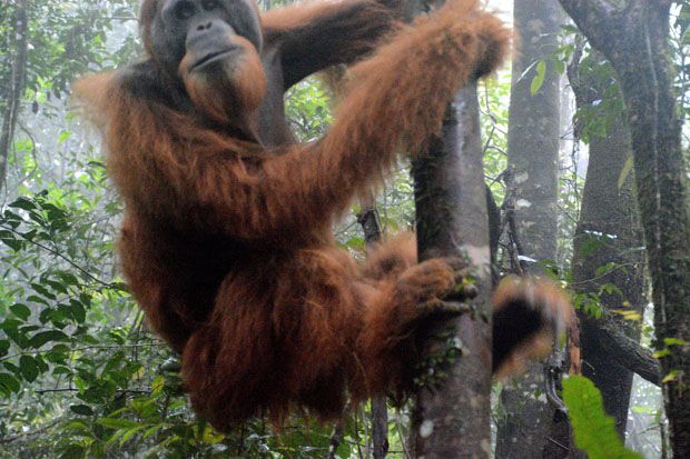 Sempat Dirawat, Orangutan Paya Dilepas ke Habitatnya