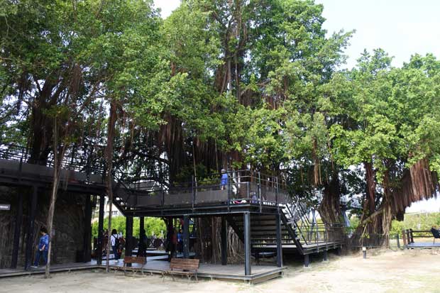 Menikmati Eksotisme Rumah Pohon Anping di Tainan City