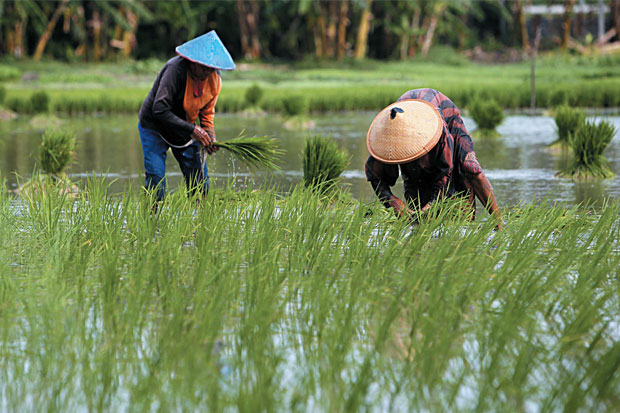Jokowi Minta Pertanian dan Perikanan Fokus Kembangkan Nilai Tambah