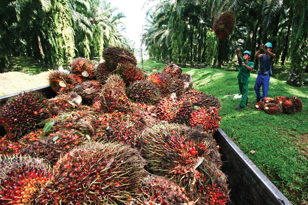 PTPN V dan Pemkab Pelalawan Bangun Kebun-Pabrik Sawit di Teknopolitan