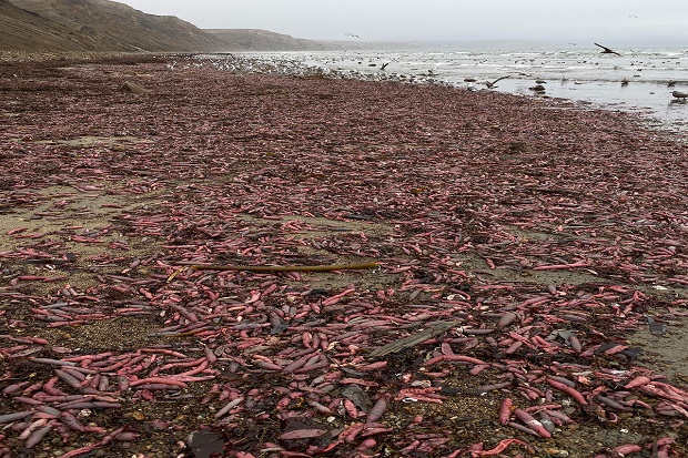 Ribuan Makhluk Penis-Fish Terlempar ke Pantai California
