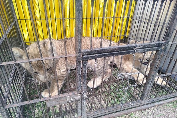 4 Anak Singa dan 1 Leopard Diamankan Polda Riau dari Penyelundupan