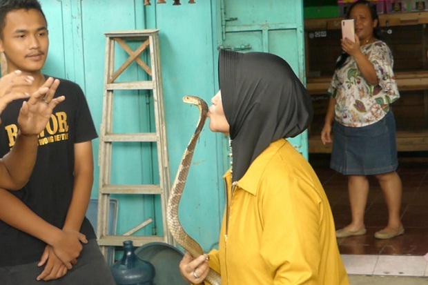Bernyali Tinggi, Perempuan asal Purwokerto Taklukkan Keganasan King Kobra