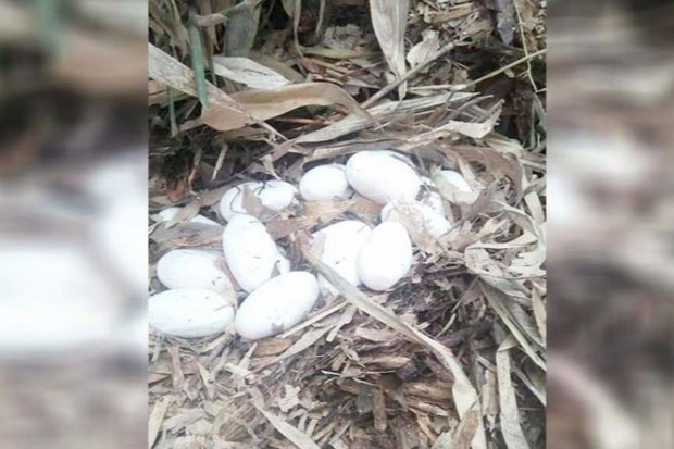 Ular Kobra Meneror Bali, 30 Telur Ditemukan Induknya Masih Berkeliaran