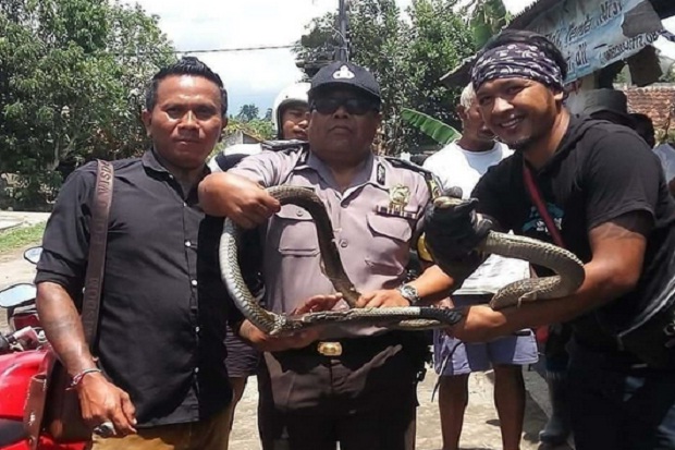 Teror Ular Kobra, Induk dengan 44 Telur Ditemukan Lagi di Tabanan Bali