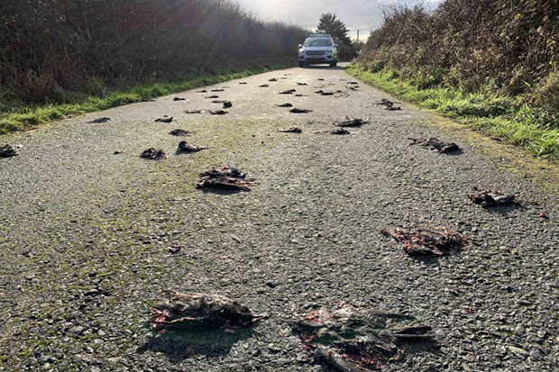 Ratusan Burung Jalak di Wales Mati Secara Misterius