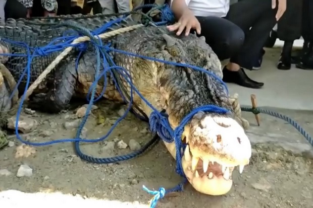 Buaya Raksasa Pemangsa Manusia Jadi Objek Foto Warga