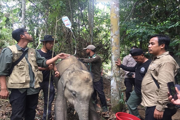 Anak Gajah di Riau Kembali Kena Jerat Pemburu