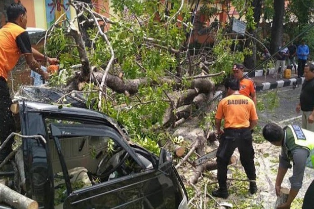 Pohon Tumbang Timpa 2 Mobil di Kuta Bali
