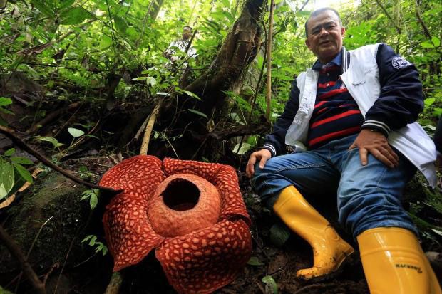 Nasrul Abit Tinjau Lokasi Mekarnya Bunga Rafflesia Terbesar di Dunia
