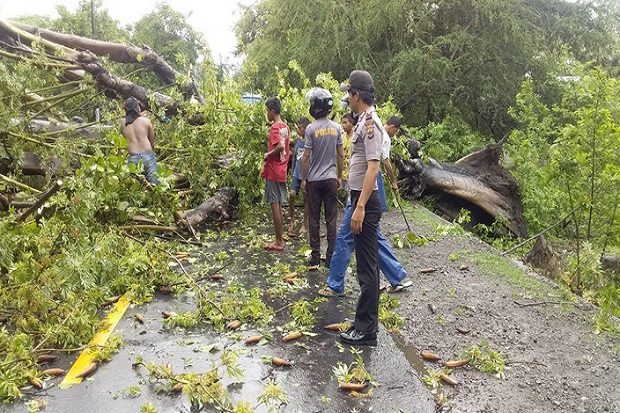 Pohon Tumbang Tutup Badan Jalan Trans Flores NTT