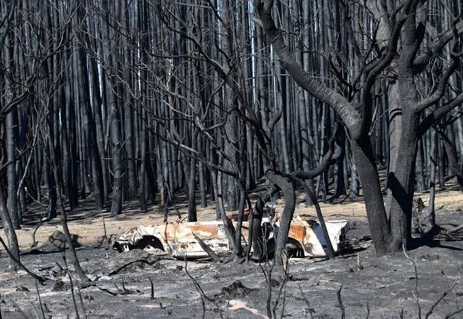 Kerugian Awal Akibat Kebakaran di Australia Capai Rp7 Triliun
