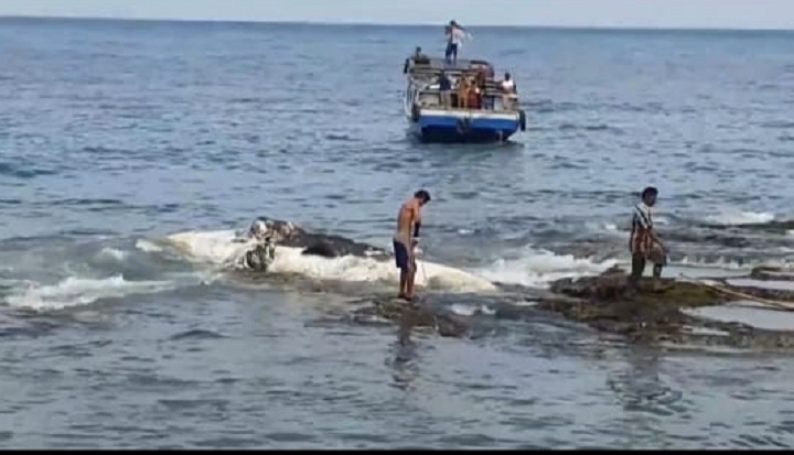 Bangkai Ikan Paus Ditemukan Terdampar di Pulau Sebesi