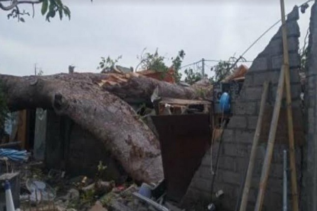 Pohon Raksasa Timpa 5 Rumah di Denpasar Bali, 4 Warga Terluka