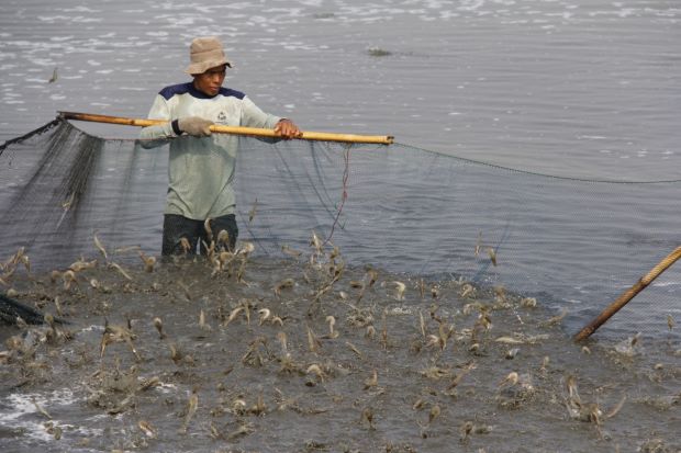 KKP Siapkan Asuransi Bagi Pembudidaya Ikan Kecil Terdampak Banjir