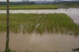849 Hektare Area Persawahan di Lebak Rusak Akibat Banjir Bandang dan Longsor