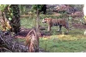 Diterkam Harimau, Warga Muara Enim Melawan Balik dan Nyaris Tewas