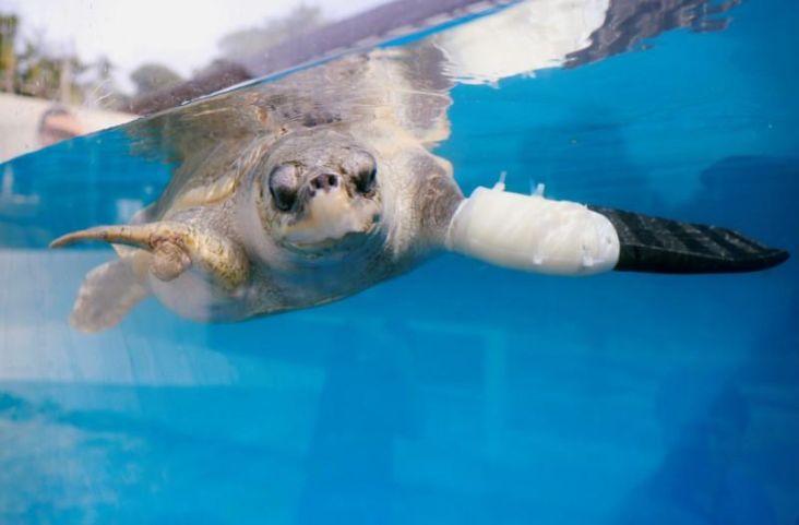 Thailand Bantu Kura-kura Laut Berenang Lagi dengan Sirip Buatan