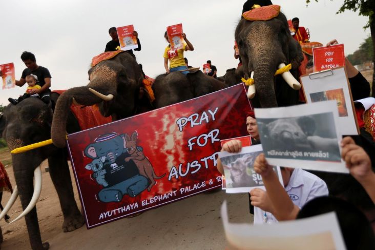 Gajah-gajah Thailand Berduka atas Kebakaran di Australia