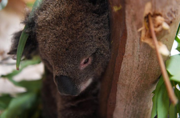 Koala dan Walabi Terancam Punah Akibat Bencana Ekologi Kebakaran