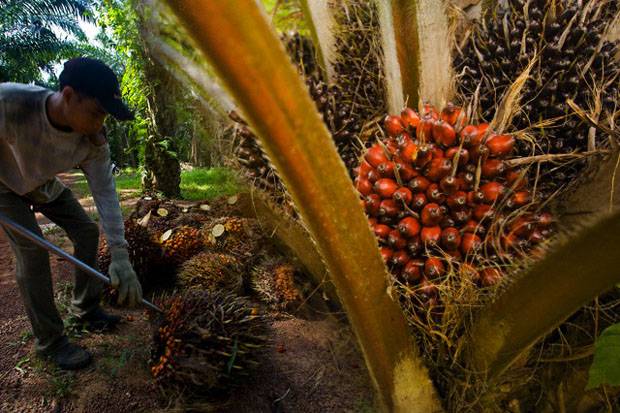 Di WEF 2020, Luhut: Kebijakan Sawit Tidak Akan Korbankan Anak Cucu