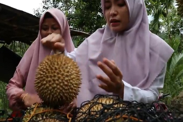 Durian Jambo Papeun Meukek Khas Aceh Manis Legit dan Berdaging Tebal