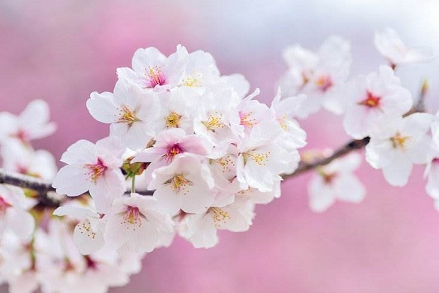 Manfaat Bunga Sakura untuk Kecantikan Kulit