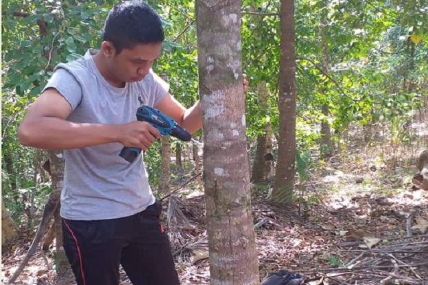 Lahan di Pangandaran Cocok untuk Pembudidayaan Pohon Gaharu