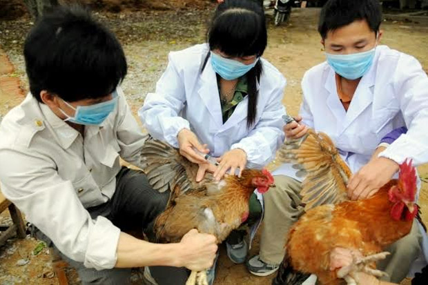 Virus Corona Belum Usai, Wabah Flu Burung Terjadi di China