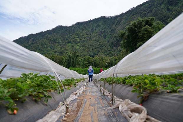 Aplikasi TaniHub Permudah Akses Pasar untuk Mitra Petani di Bali