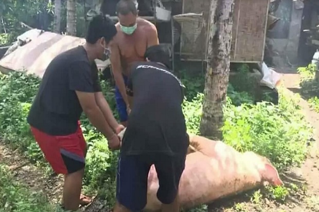 Demam Afrika Mewabah di Bali, Ribuan Babi Mati