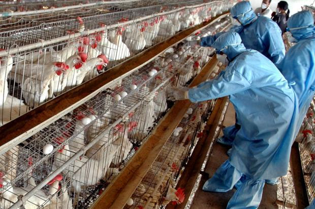 Giliran Arab Saudi Laporkan Wabah Virus Flu Burung