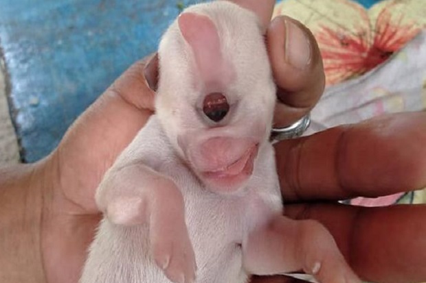 Anjing di Thailand Terlahir dengan Satu Mata di Tengah Kepala