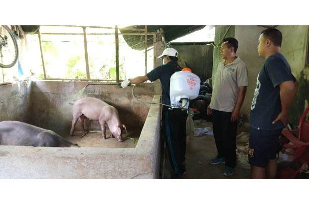 Pemda Bali dan Kementan Tangani Kasus Kematian Babi di Bali