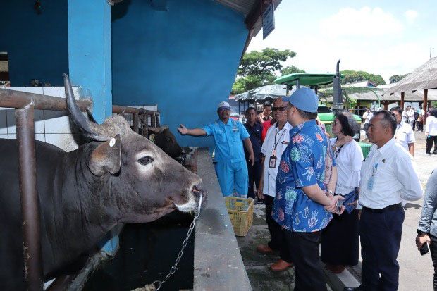 Kementan Dukung Peningkatan Populasi Ternak Provinsi Babel