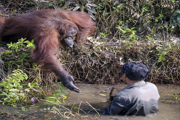 Momen Menyentuh Hati, Orangutan Tawarkan Bantuan kepada Manusia