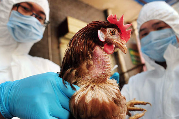 Jerman Laporkan Wabah Virus Flu Burung