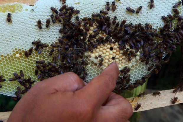 Dorong Potensi Ekonomi Lokal, PT LAJ Gelar Pelatihan Budidaya Lebah Madu