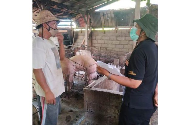Kementan dan Pemda Bali Awasi Pemotongan Babi Untuk Galungan dan Kuningan