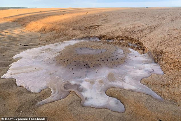 Ubur-Ubur Raksasa Kembali Ditemukan di Pantai Queensland