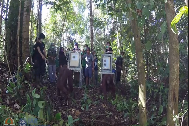 Proses Rehabilitasi Selesai, 5 Orangutan Dilepas ke Habitat Aslinya di Nanga Pino Kalbar