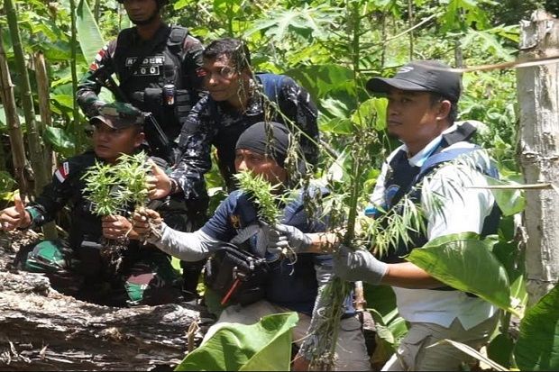 Pasukan Raider dan BNN Temukan 1 Ha Ladang Ganja di Perbatasan RI-PNG