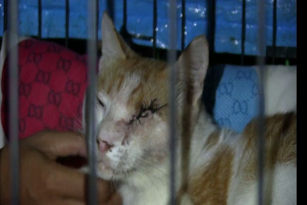 Kesal Ternaknya Hilang, Warga Tembak Mata Kucing Ini hingga Buta