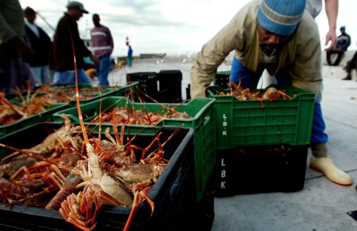 Para Penangkap Lobster Afrika Selatan Merugi Akibat Covid-19