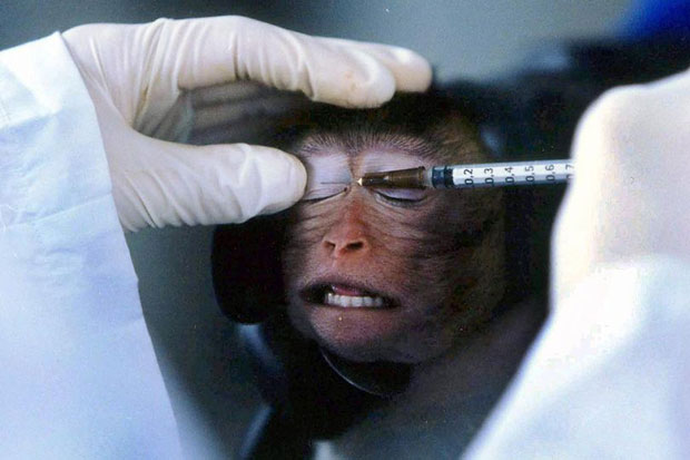 AS Buktikan Vaksin Ali Mohamed Zaki Sembuhkan Corona di Monyet