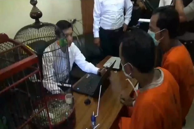 2 Pencuri Burung Berkicau Ditangkap Berkat CCTV, Hasil Curian Dibuat Nyabu