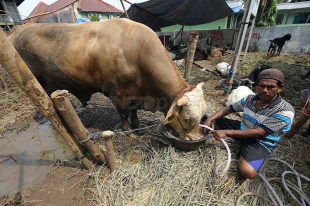 Awas, Wabah Demam Babi Afrika Mengintai Hewan Ternak