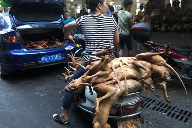Virus Corona Mengganas, Kota di China Larang Makan Anjing dan Kucing