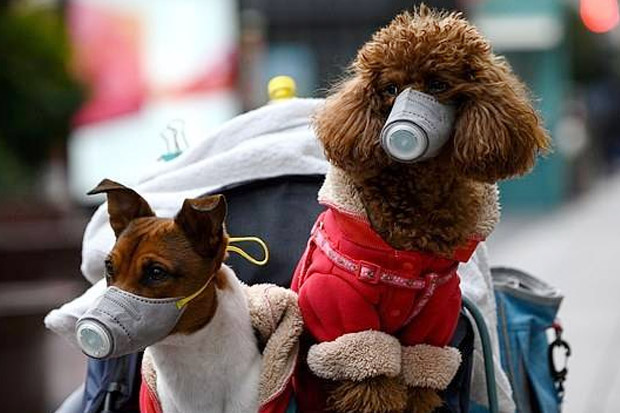 Tidak Hanya Manusia, Virus Corona Juga Menyerang Anjing